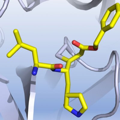 A graphic representation of how a discovered compound inhibits the COVID-19 virus main protease. Credit: Professor Luke Guddat.